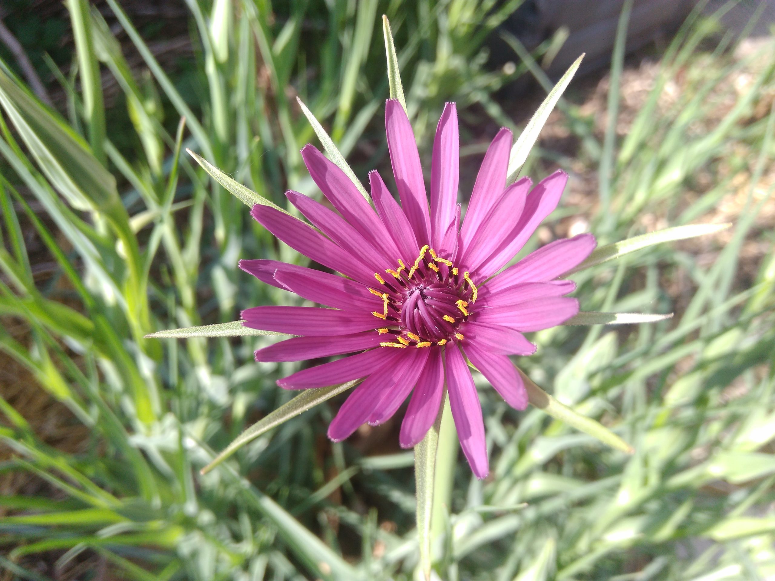 La Voie de la Nature