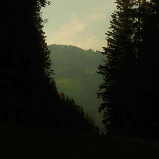 Forest Frequencies